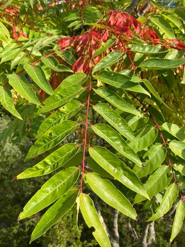 Tree-of-heaven: Seed clusters