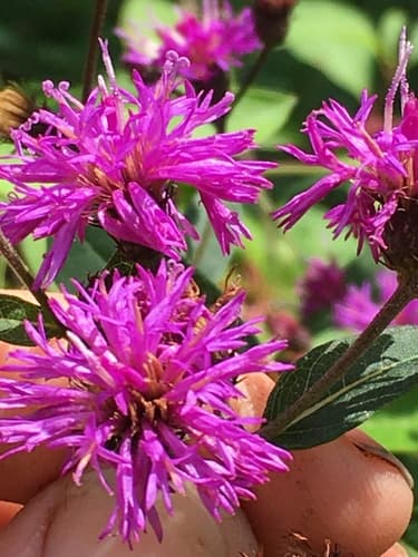 New York ironweed: view 1 of the same plant
