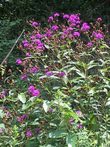 New York ironweed: view 2 of the same plant