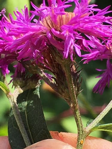 New York ironweed: view 3 of the same plant
