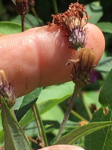 New York ironweed: view 4 of the same plant