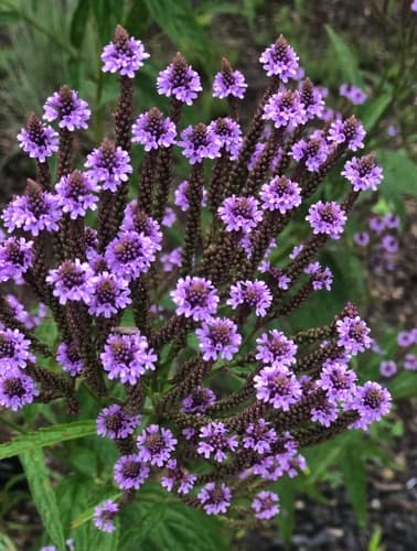 Blue vervain in bloom