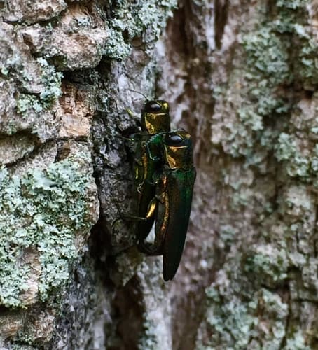 Emerald ash borer: Adult beetles