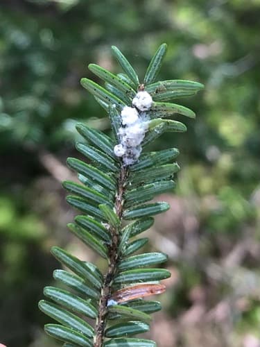 Hemlock woolly adelgid