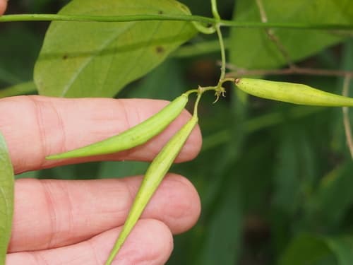 Black swallow-wort