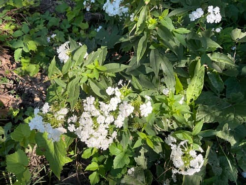 Garden phlox: view 2 of the same plant