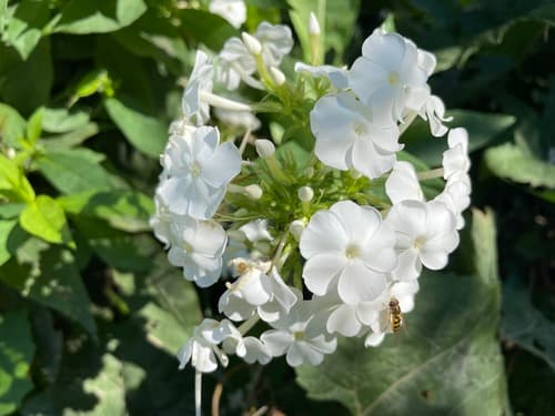 Garden phlox in bloom