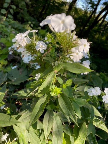 Garden phlox: view 4 of the same plant