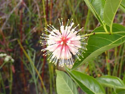Buttonbush: view 1 of the same plant