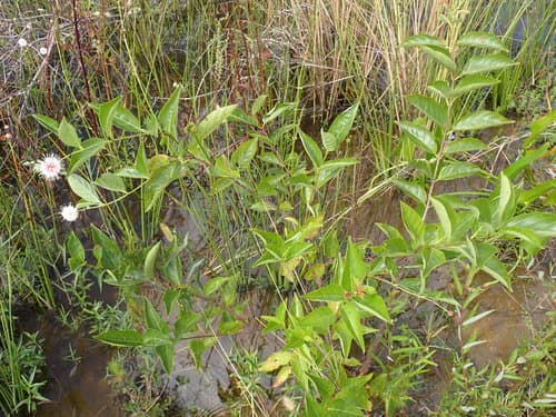 Buttonbush: view 2 of the same plant
