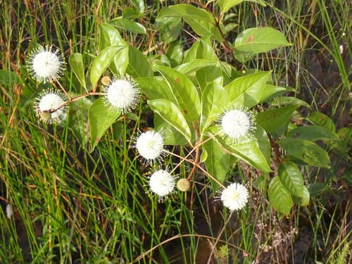 Buttonbush: view 4 of the same plant