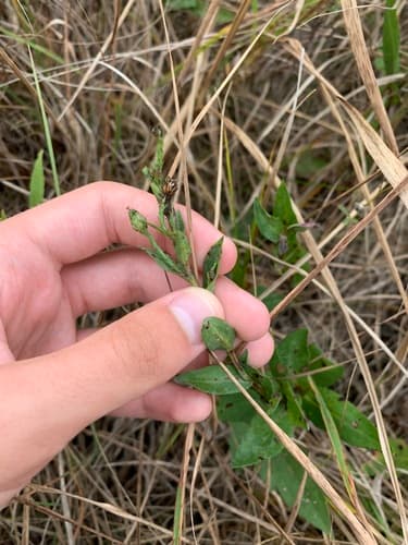 Smooth blue aster seed heads or pods