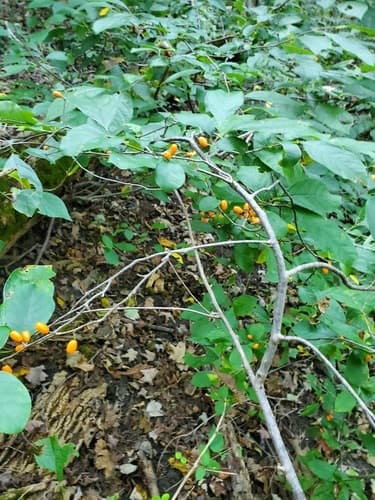 Northern spicebush seed heads or pods