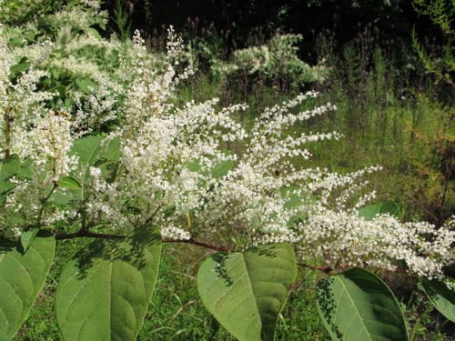 Japanese knotweed: Flowering