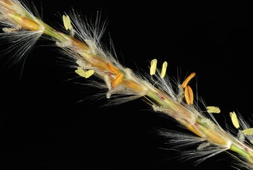 Chinese silver grass (Miscanthus): view 1 of the same individual