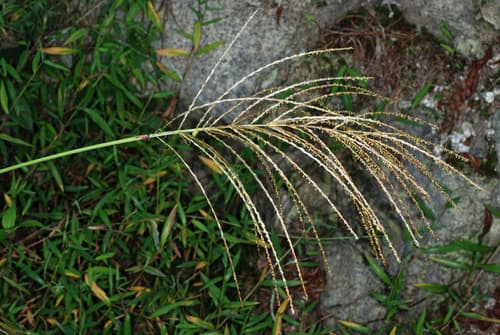 Chinese silver grass (Miscanthus): view 2 of the same individual