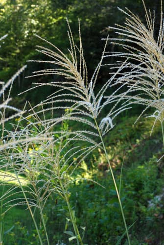 Chinese silver grass (Miscanthus): view 3 of the same individual