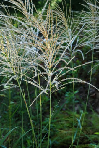 Chinese silver grass (Miscanthus): view 4 of the same individual