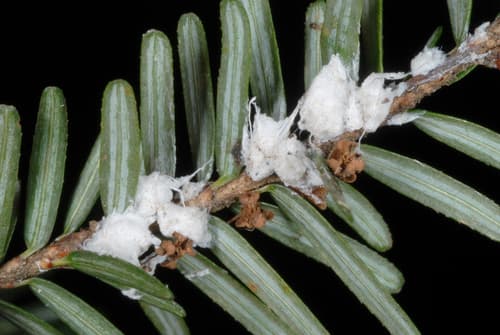 Hemlock woolly adelgid
