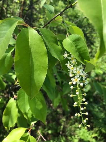 Black cherry in bloom