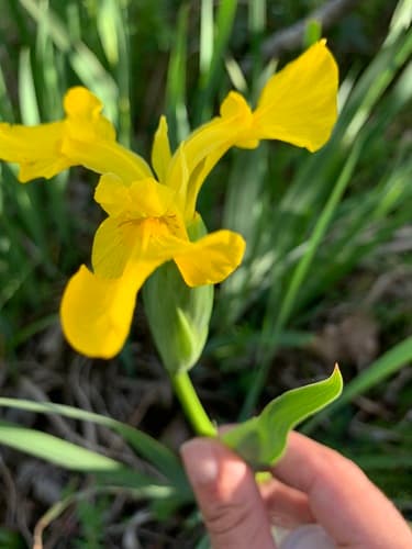 Yellow flag iris: view 1 of the same individual