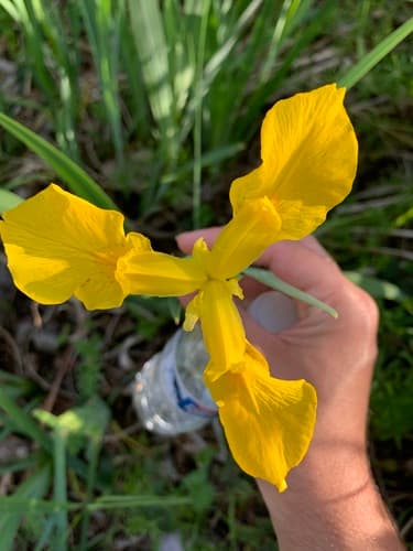 Yellow flag iris: view 2 of the same individual