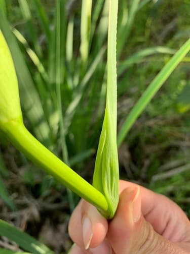 Yellow flag iris: view 3 of the same individual