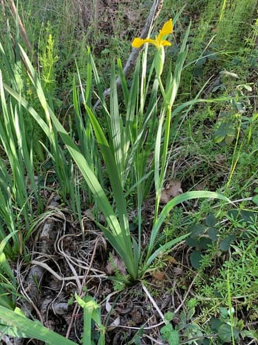 Yellow flag iris: view 4 of the same individual