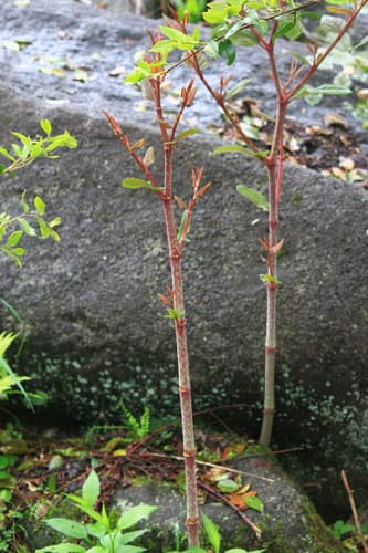 Japanese knotweed: Spring shoots