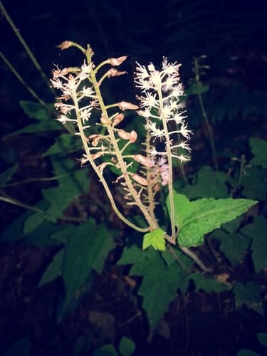 Foamflower seed heads or pods