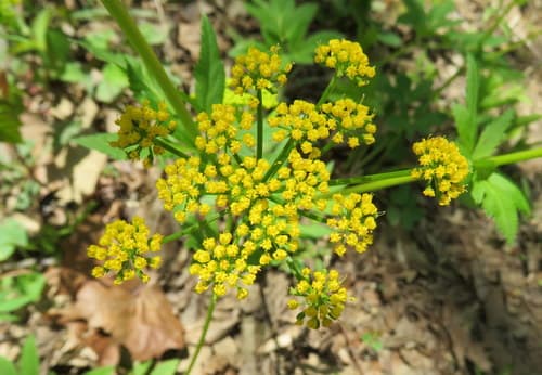 Golden Alexanders in bloom