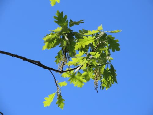 White oak: view 1 of the same plant