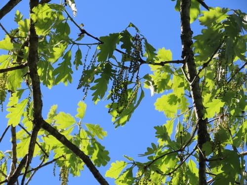 White oak: view 2 of the same plant