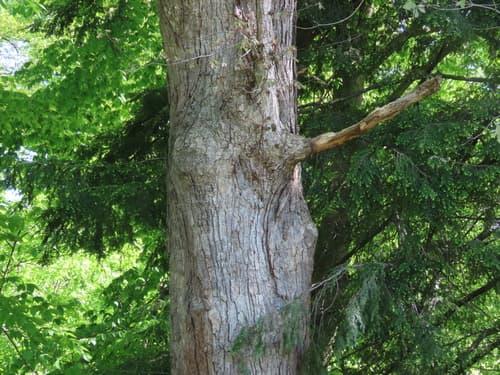 White oak: view 3 of the same plant