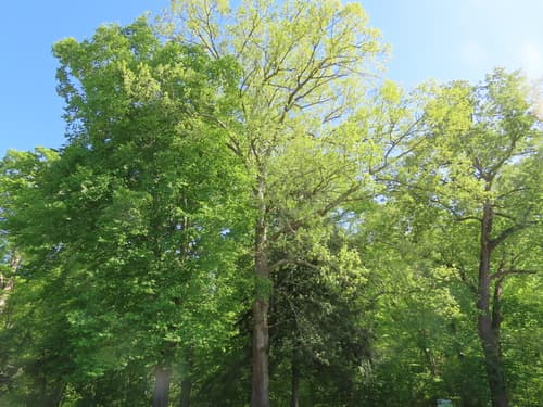 White oak: view 4 of the same plant