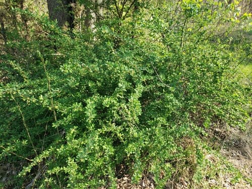 Japanese barberry: view 1 of the same individual