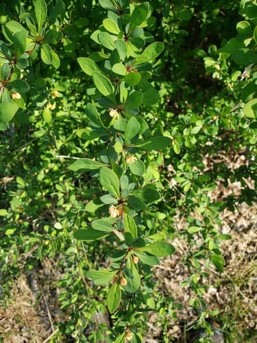 Japanese barberry: view 2 of the same individual