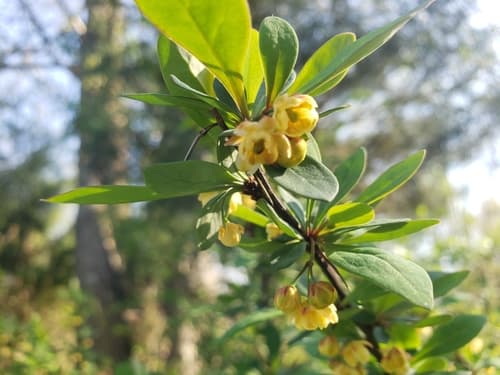 Japanese barberry: view 3 of the same individual