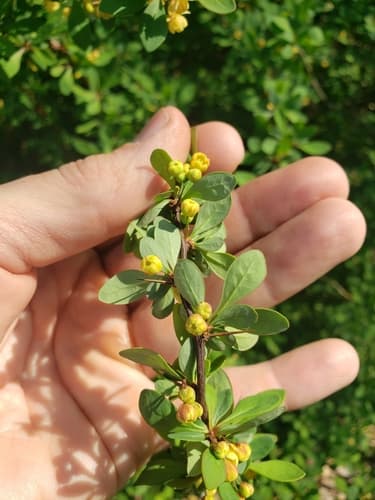 Japanese barberry: view 4 of the same individual