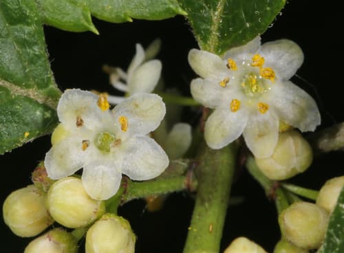 Winterberry holly in bloom