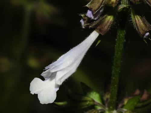 Lyreleaf sage: view 3 of the same plant
