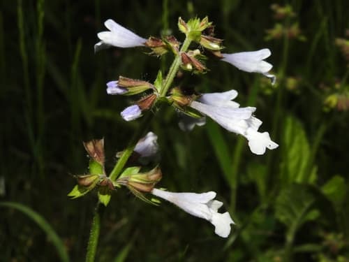 Lyreleaf sage: view 2 of the same plant