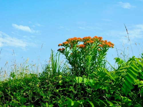 Butterfly weed: view 1 of the same plant