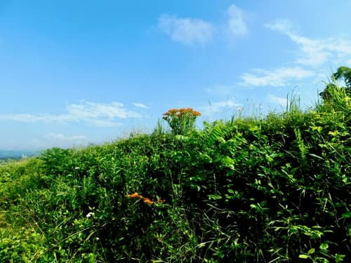 Butterfly weed: view 2 of the same plant