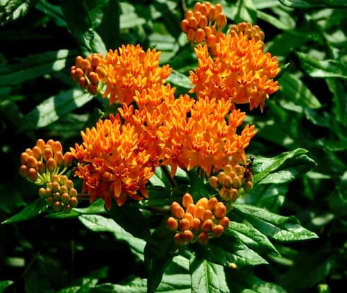 Butterfly weed: view 3 of the same plant