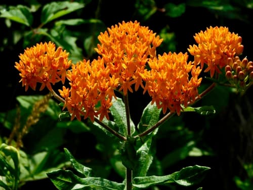 Butterfly weed: view 4 of the same plant