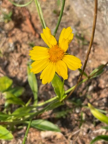 Lanceleaf coreopsis seed heads or pods