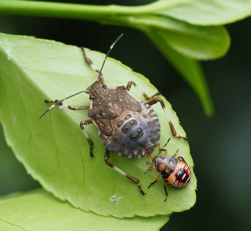 Brown marmorated stink bug
