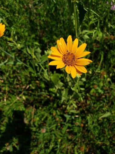 False sunflower (oxeye) seed heads or pods
