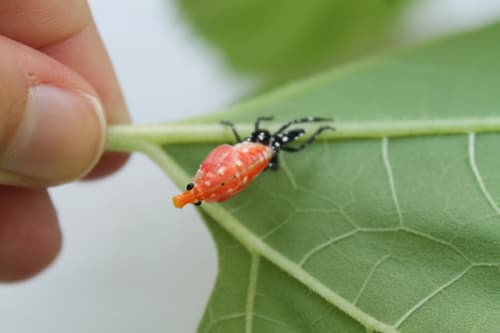 Spotted lanternfly: Red nymphs